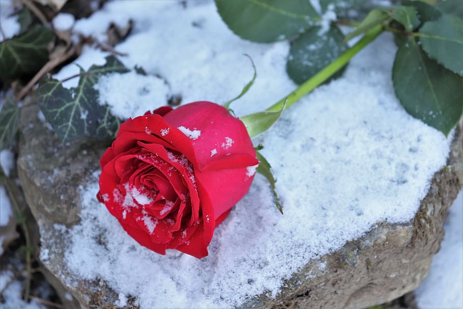 red rose on stone, love symbol, snow, winter, snowflakes, frozen