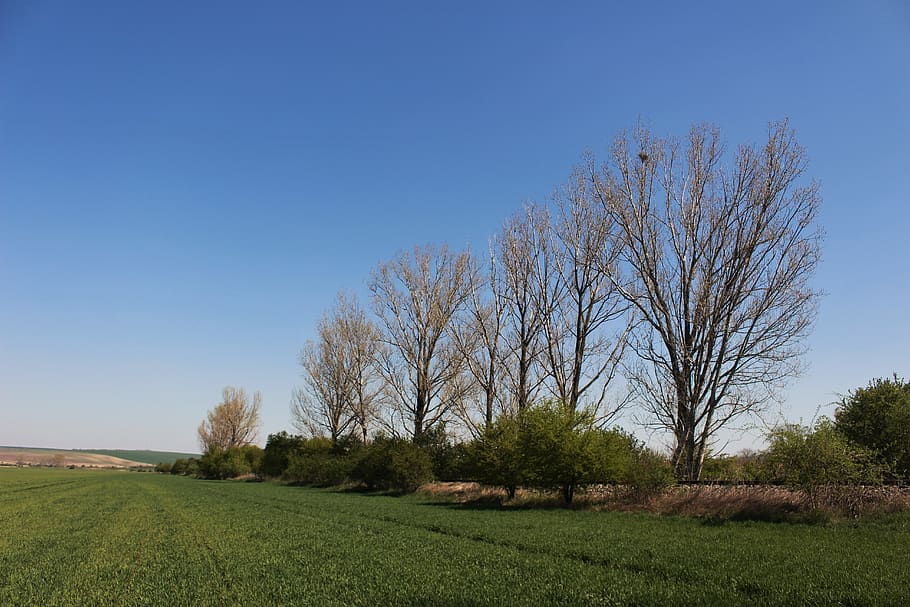 plant, grass, lawn, tree, outdoors, park, field, nature, grassland HD wallpaper