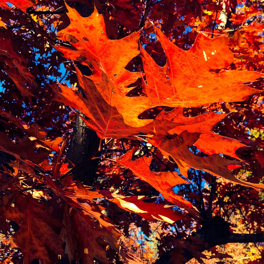 autumn, fall, leaves, trees, full frame, backgrounds, orange color HD wallpaper