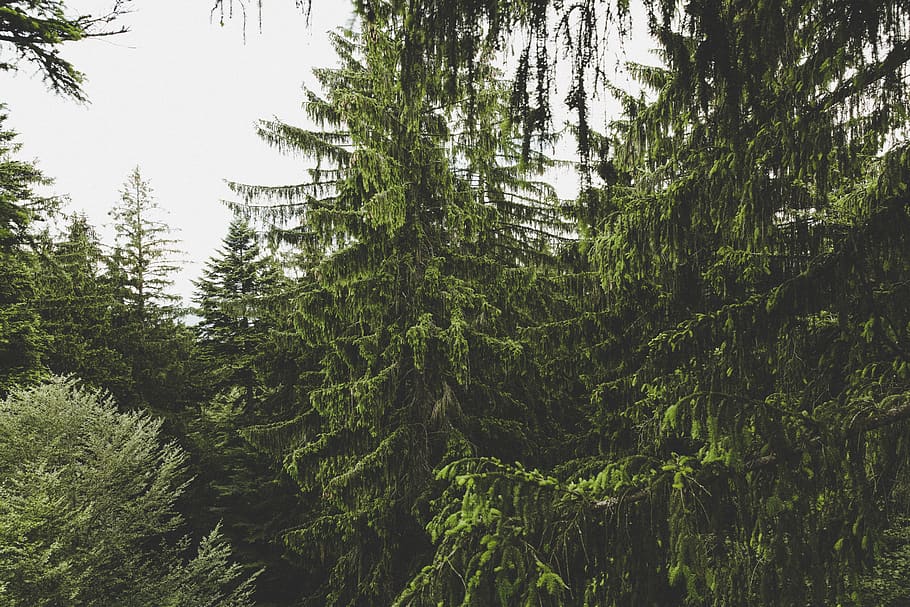 Green Leaved Trees during Daytime, forest, nature, plants, woods HD wallpaper