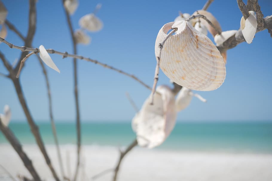 White Decorative Shells, beach, branches, daylight, florida, justifyyourlove HD wallpaper