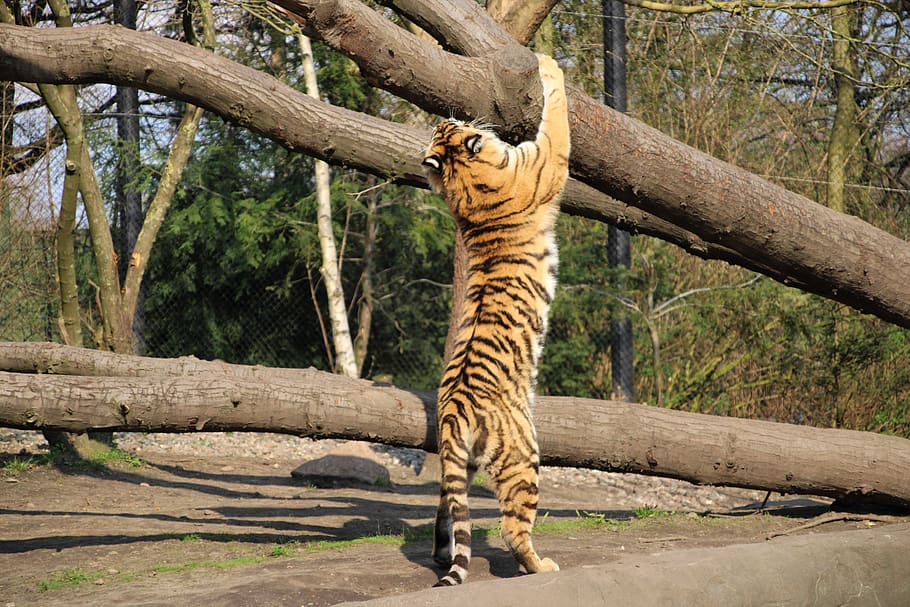 tiger, animal, mammal, wildlife, tree, hamburg, tierpark hagenbeck, HD wallpaper