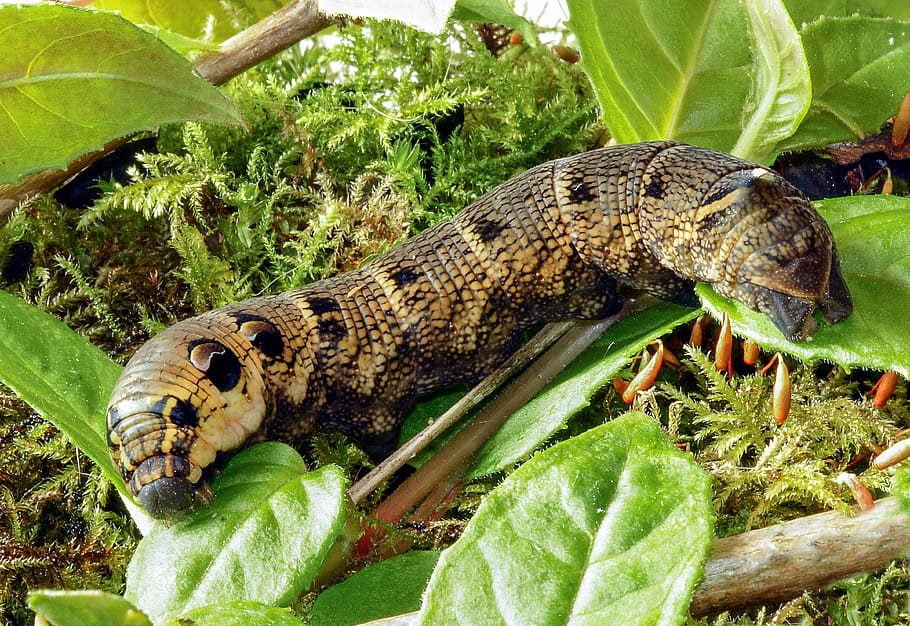 elephant-hawk-moth, larva, caterpillar, insect, nature, transformation HD wallpaper