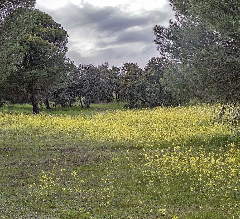 plant, tree, land, growth, beauty in nature, sky, field, tranquility HD wallpaper