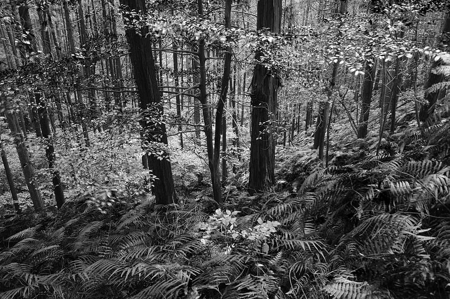plant, vegetation, nature, tree, forest, land, woodland, outdoors HD wallpaper