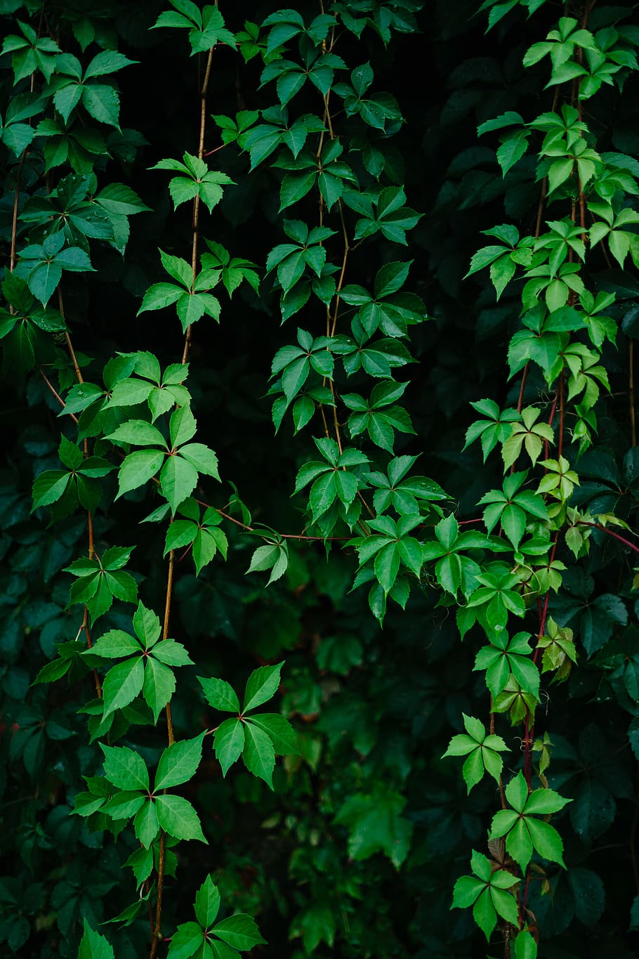 green leafed vine plant, growth, plant part, green color, nature HD wallpaper