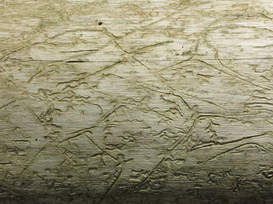 insect boring, log, tan, textured, backgrounds, pattern, full frame HD wallpaper