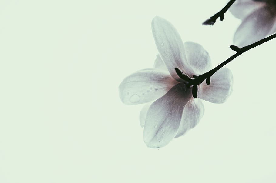 white flower, blossom, plant, flora, geranium, petal, stem, floral close up HD wallpaper