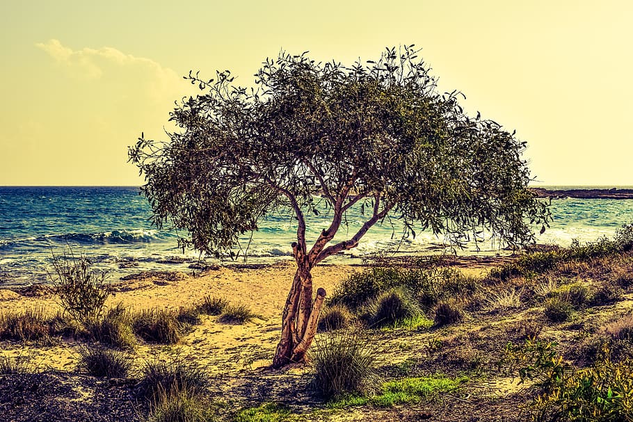Green Leafed Tree Near Body of Water, beach, beautiful, grass HD wallpaper