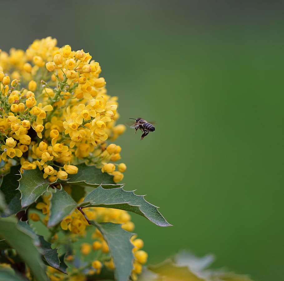 honey, bee, yellow, fly, animals in the wild, flowering plant HD wallpaper