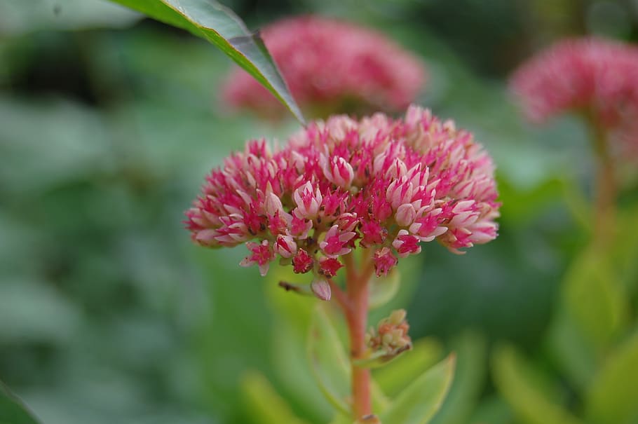 Pink Green Plant