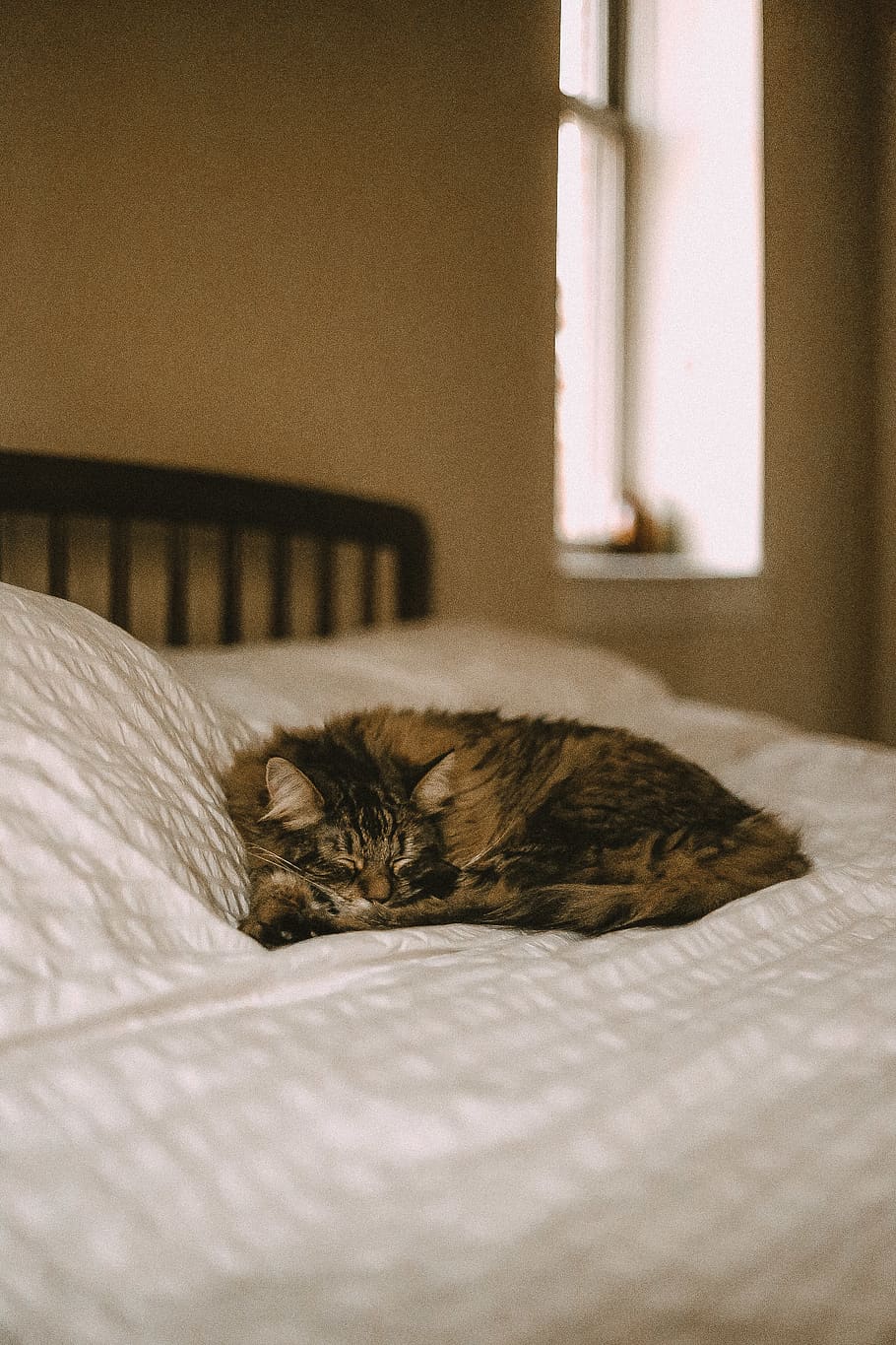 gray tabby cat on white bed sheet, pets, domestic, domestic cat HD wallpaper