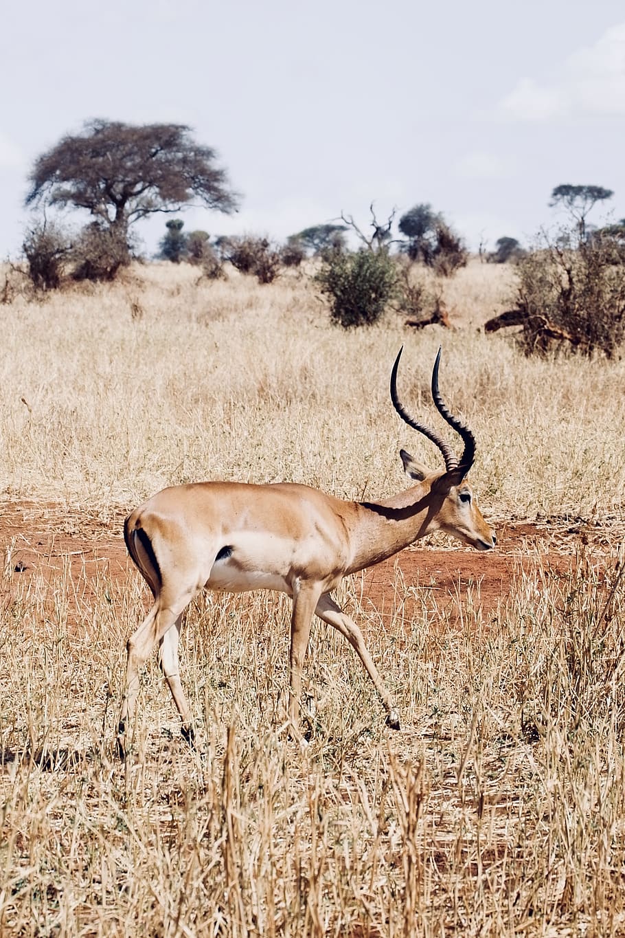 gazelle standing