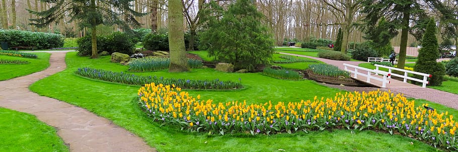 landscape, nature, garden, park, meadow, flowers, daffodils, HD wallpaper