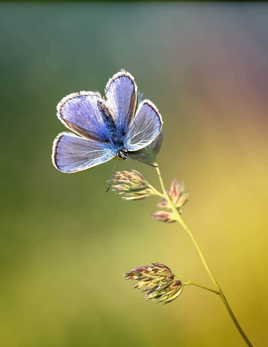butterfly perching on flower, flowering plant, close-up, fragility HD wallpaper