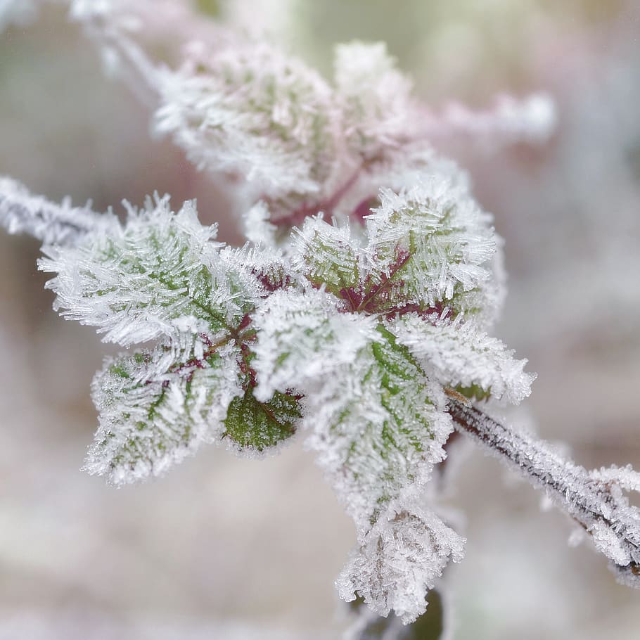 frost, winter, bramble, ice, macro, cold temperature, snow HD wallpaper