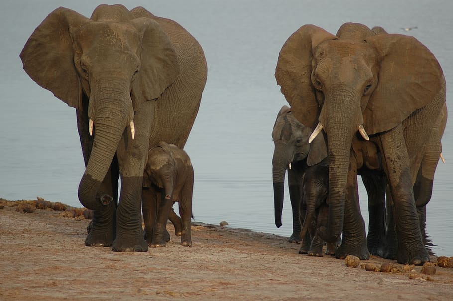 five elephants on shore, animal themes, animals in the wild, group of animals HD wallpaper