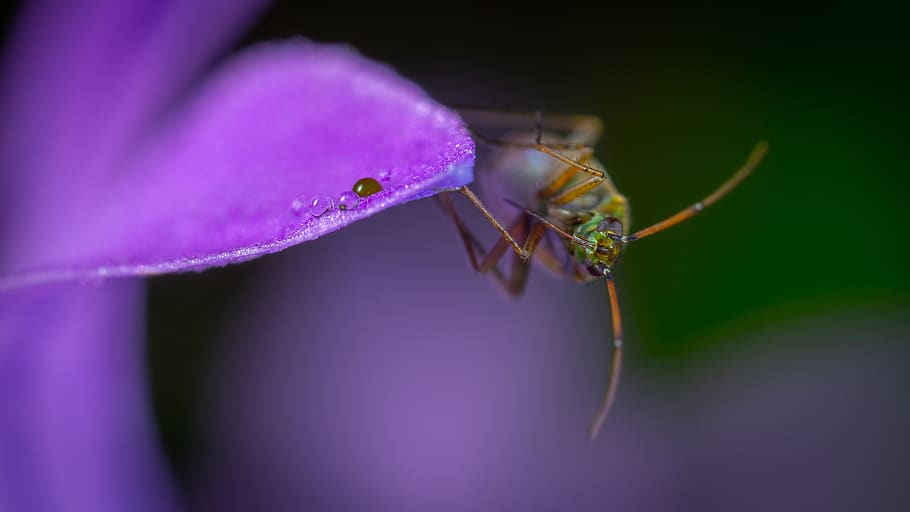 Beetle On Purple Flower, bug, close-up, insect, little, macro HD wallpaper