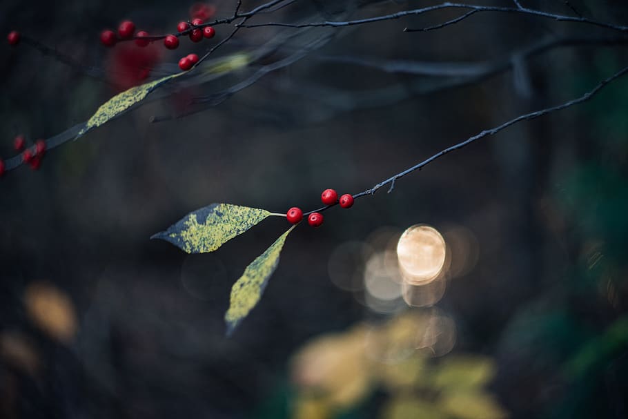 united states, stratham, red, red berries, bokeh, tree, fall, HD wallpaper