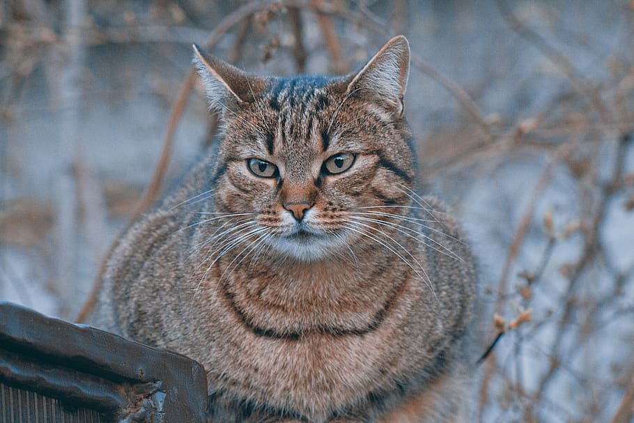 brown tabby cat, abyssinian, animal, mammal, pet, manx, food HD wallpaper