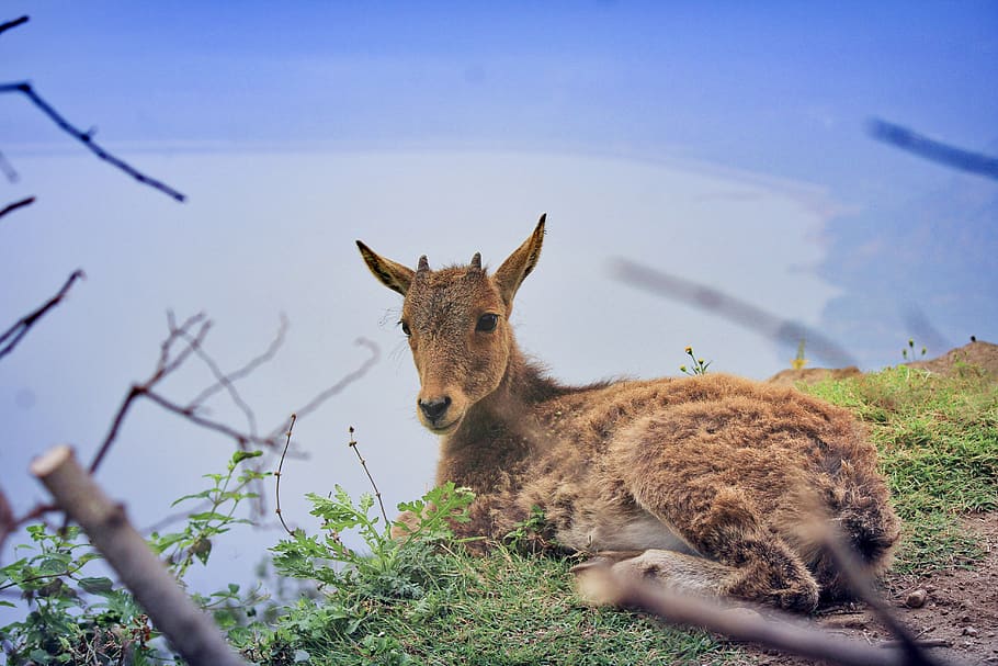 animal, kangaroo, mammal, wallaby, wildlife, india, valparai, HD wallpaper