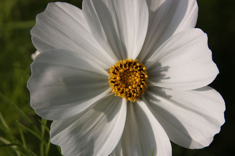 flower, white, yellow, flora, garden, flowering plant, fragility HD wallpaper