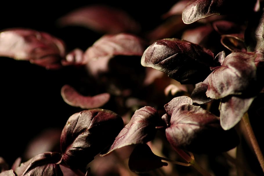 red basil, bio, vegetarian, tomatoes, nutrition, healthy, fresh HD wallpaper