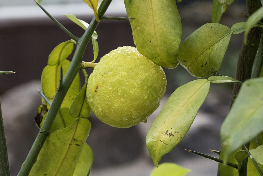 tangerine, tangerine tree, fruit, fruit trees, trickle, healthy eating, HD wallpaper