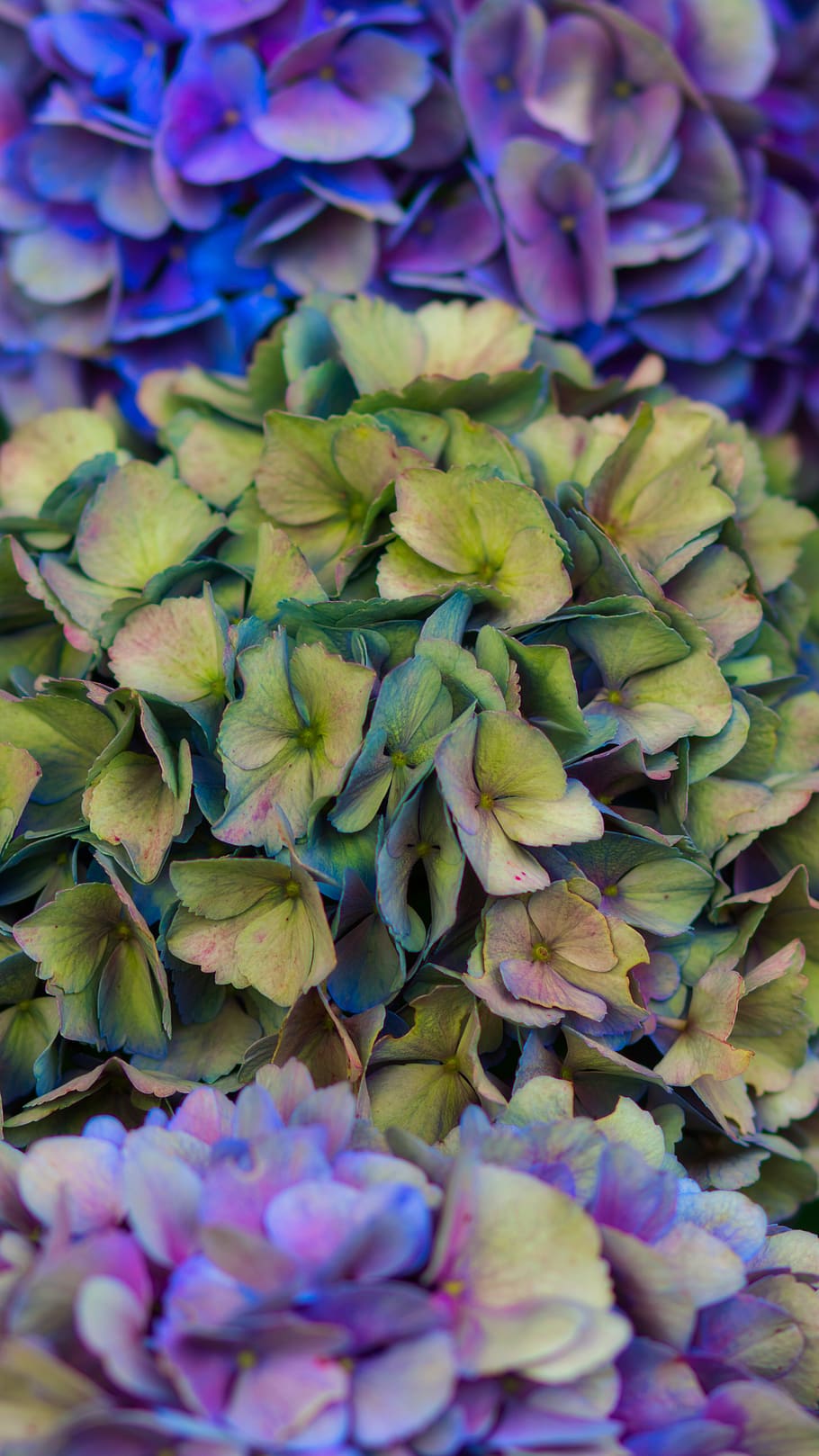 hydrangea, flower, blossom, bloom, background, flowering plant HD wallpaper