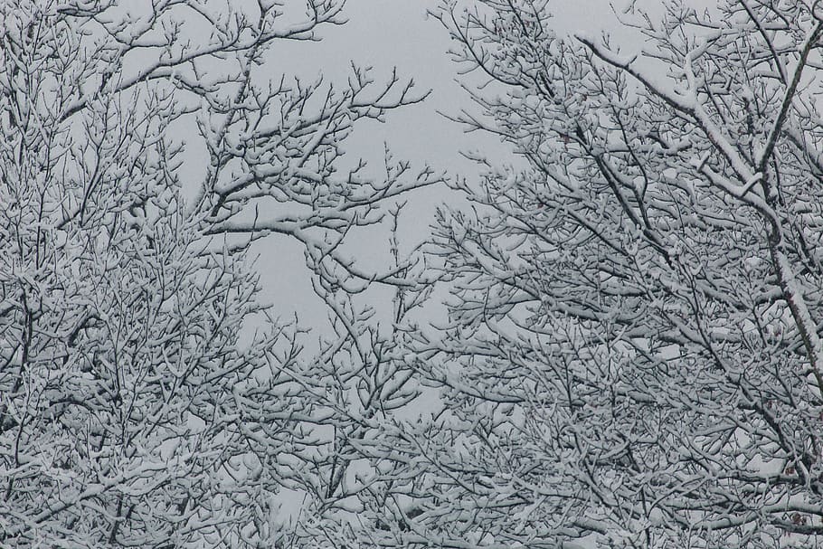 snow, trees, winter, white, relaxing, cold, zing, peaceful HD wallpaper
