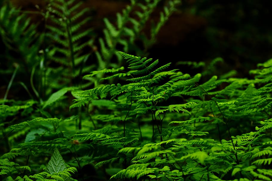 Selective Focus Photography of Fern Plant, close-up, colors, environment HD wallpaper