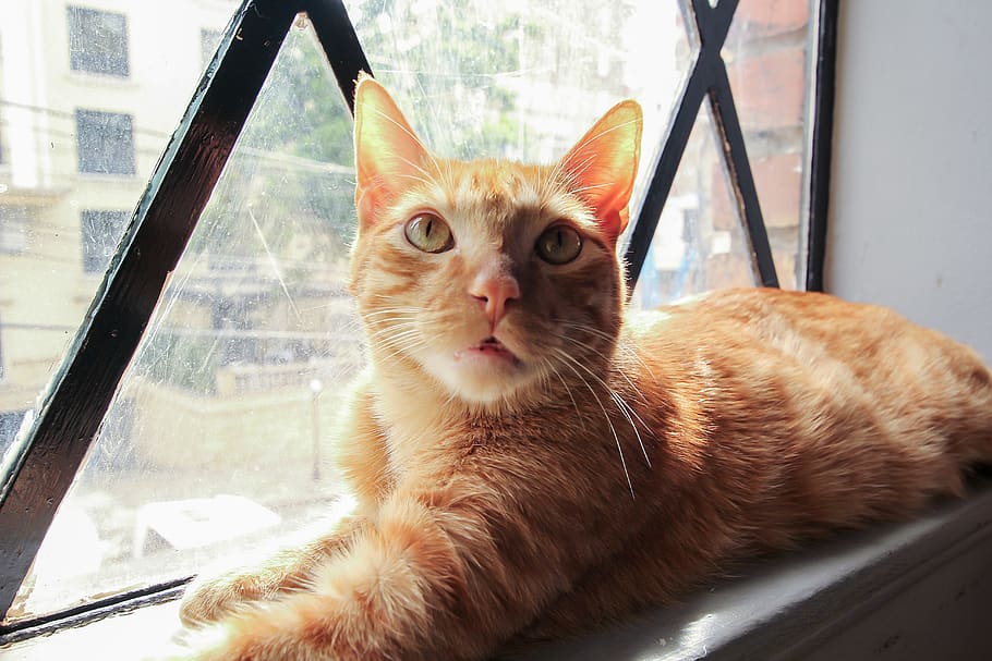 cat, domestic cat, feline, pets, domestic animals, window, animal themes HD wallpaper