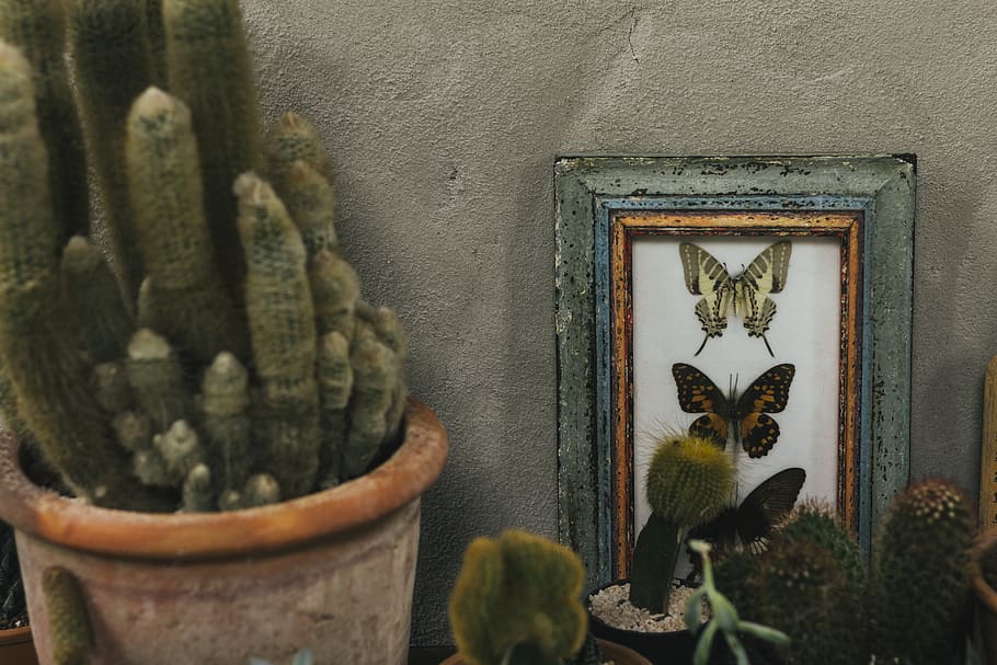 Green Cactus on Plant Pot, animal, architecture, arrangement, HD wallpaper