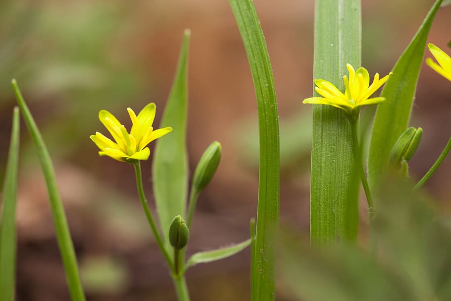 spring, flower, flowers, background, focus, closeup, outdoor HD wallpaper