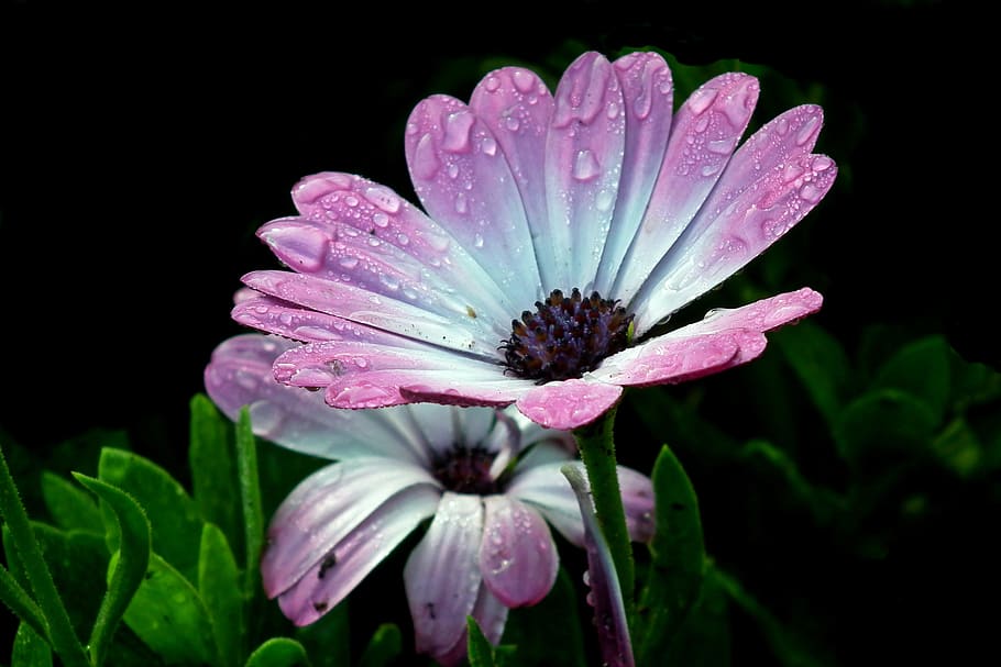 flowers, garden, spring, nature, macro, blooming, decorative HD wallpaper