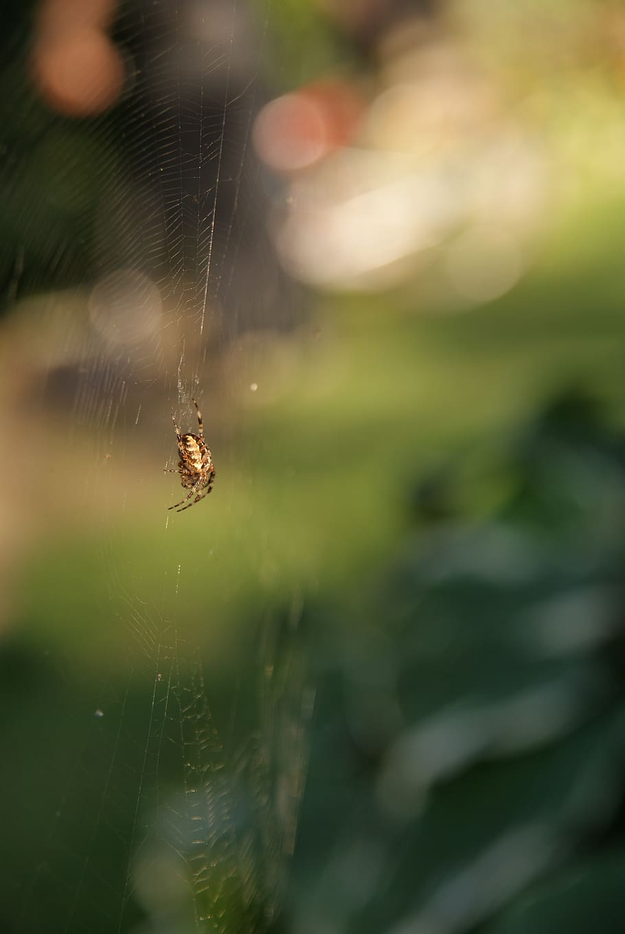 spider, garden, nature, web, cobweb, spiderweb, invertebrate HD wallpaper