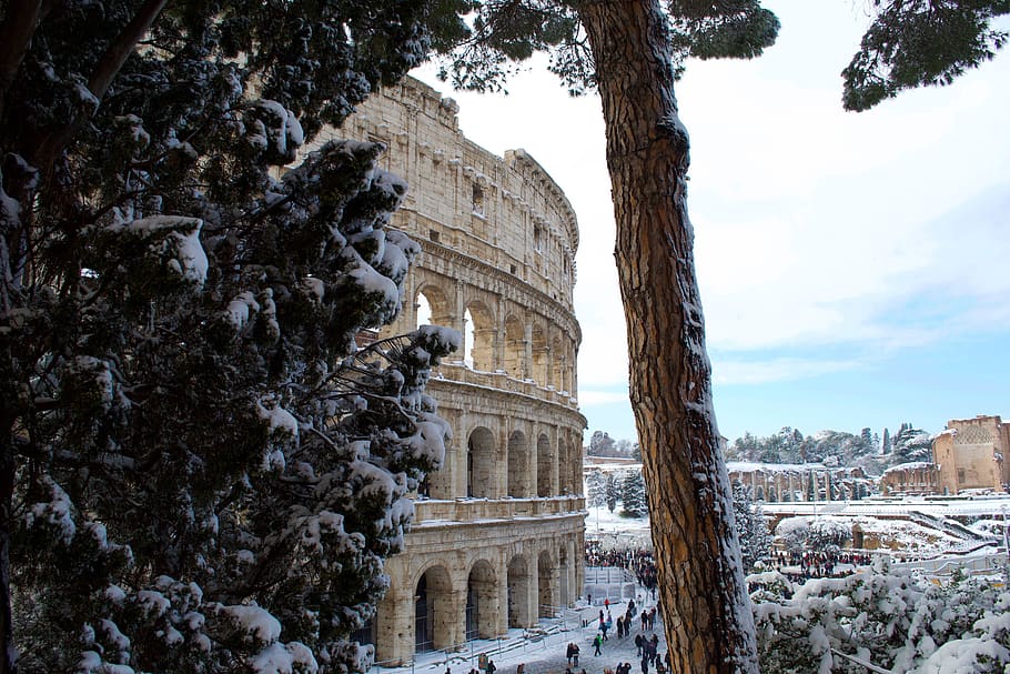 tree across coliseum during daytime, building, town, urban, downtown HD wallpaper