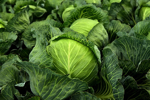 kohl, herb, white cabbage, cultivation, vegetables, healthy HD wallpaper