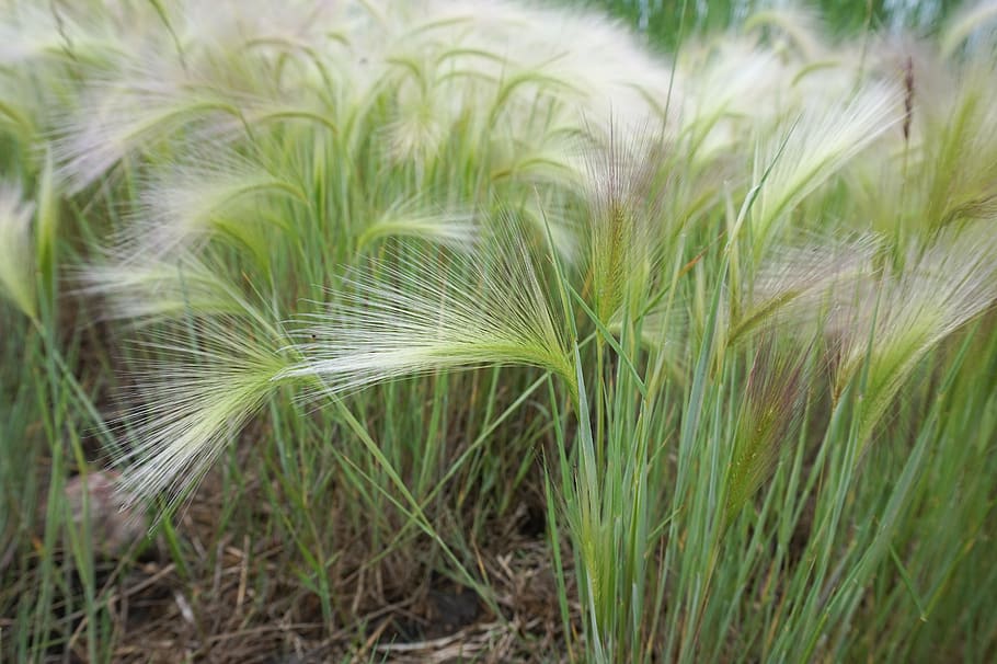 foxtails, green, plant, outside, outdoors, nature, farm, plants, HD wallpaper