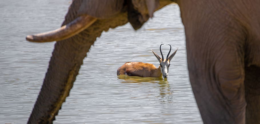 springbok, antelope, elephant, water hole, africa, animal, namibia HD wallpaper