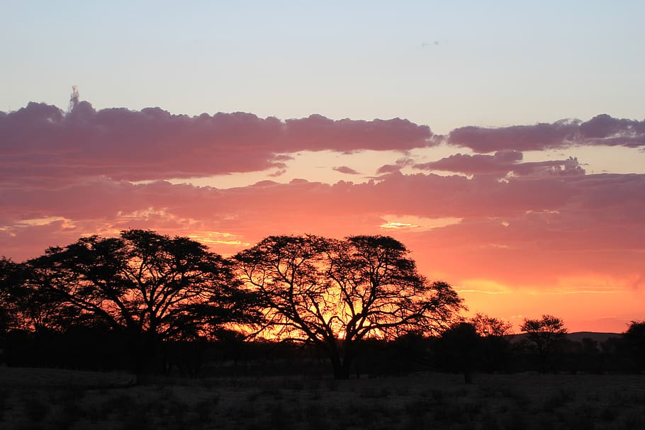 Silhouette of Trees at Golden Hour, backlit, clouds, dark, dawn HD wallpaper