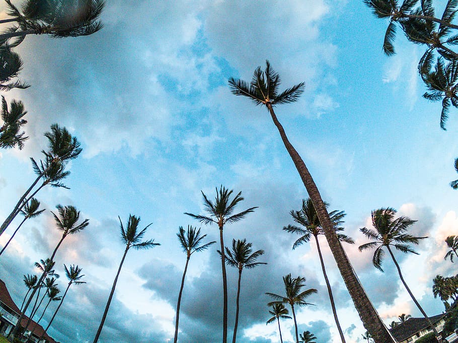 united states, kauai, palm trees, blue, sky, vacation, tropical HD wallpaper