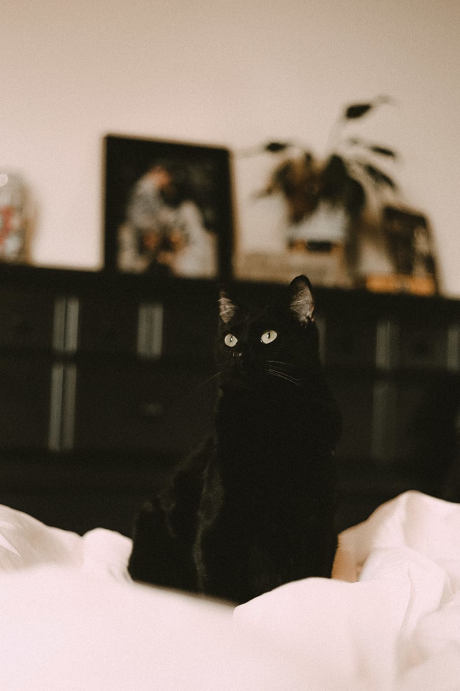 black cat on white textile, mammal, pet, animal, human, person HD wallpaper