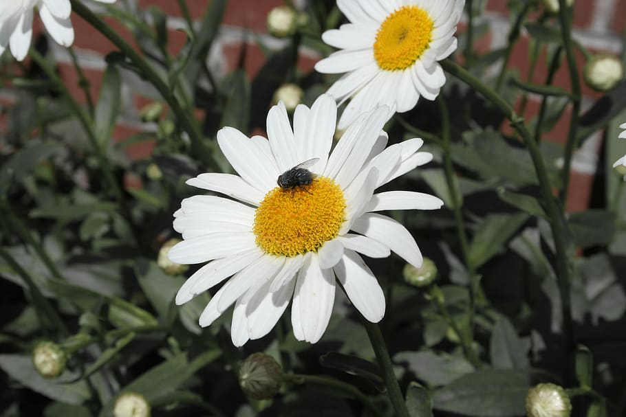 chamomile, housefly, flower, nature, garden, insect, flowering plant HD wallpaper