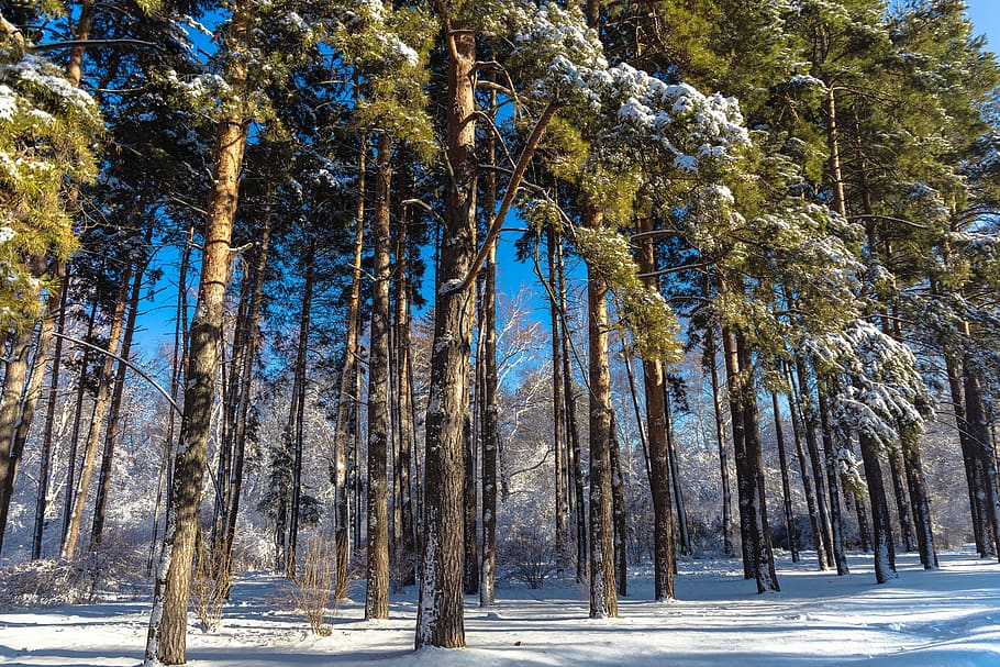 tree, wood, nature, landscape, snow, outdoors, coldly, winter HD wallpaper