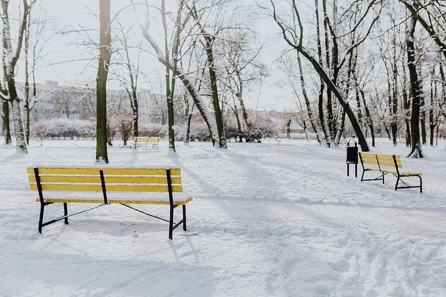 Wintery Park, white, clean, outdoor, trees, cold, snow, snowy HD wallpaper