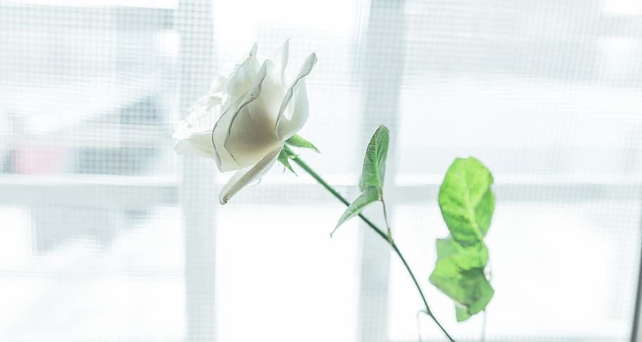 leaf, flora, nature, desktop, flower, summer, closeup, freshness HD wallpaper