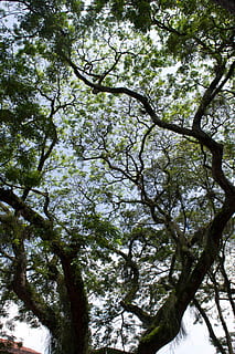 tree, plant, tree trunk, vegetation, outdoors, forest, woodland HD wallpaper