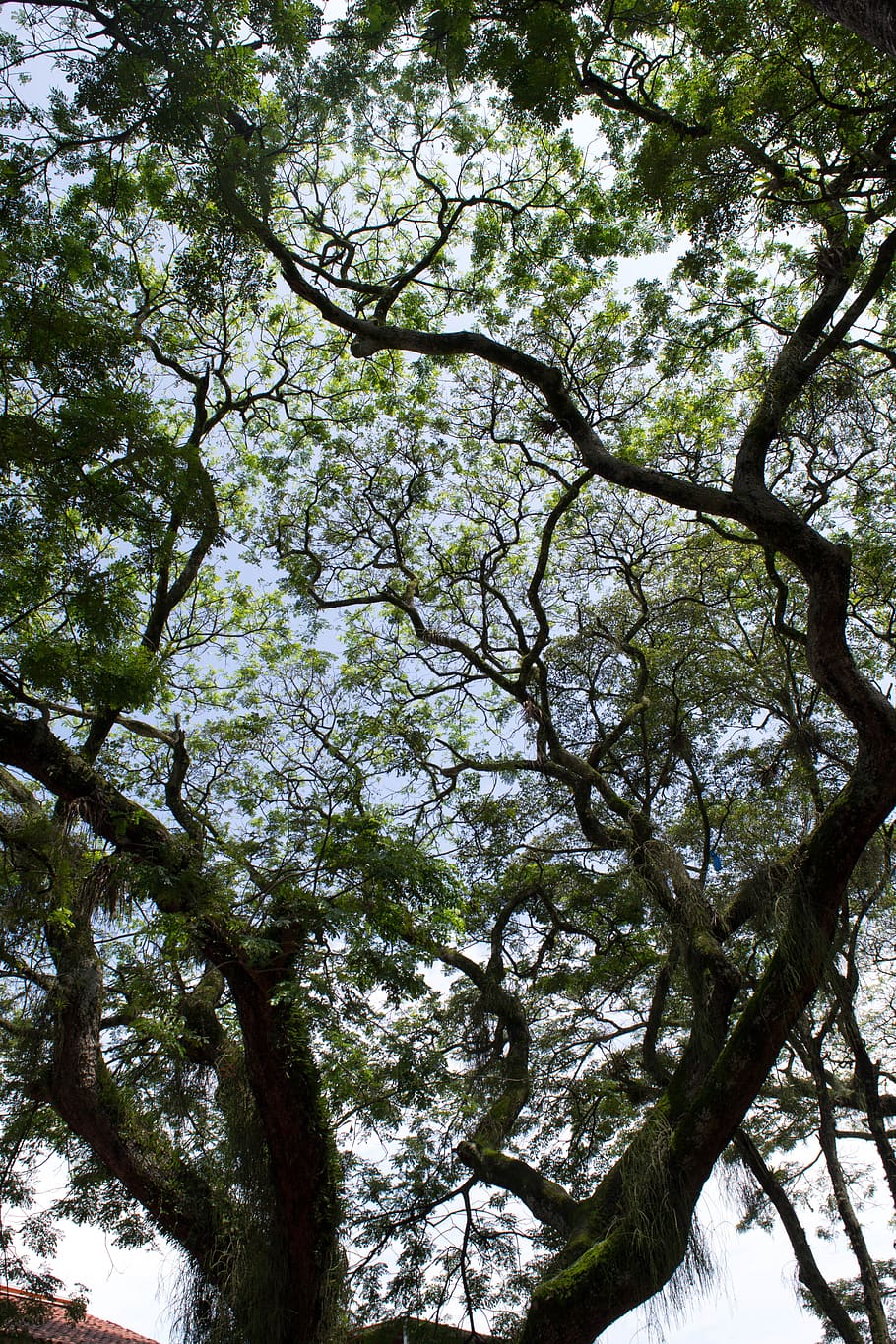 tree, plant, tree trunk, vegetation, outdoors, forest, woodland HD wallpaper