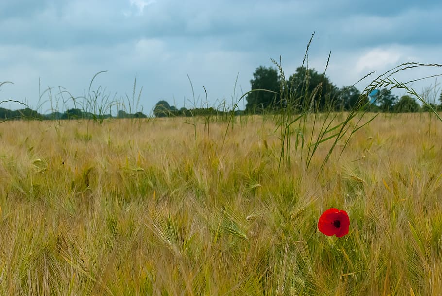 poppy, fields, wheat, flower, nature, spring, red, poppies HD wallpaper